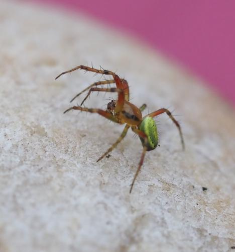 Araniella (cucurbitina-opisthographa)